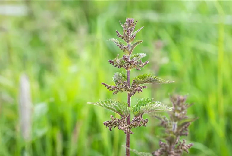 Urtica dioica