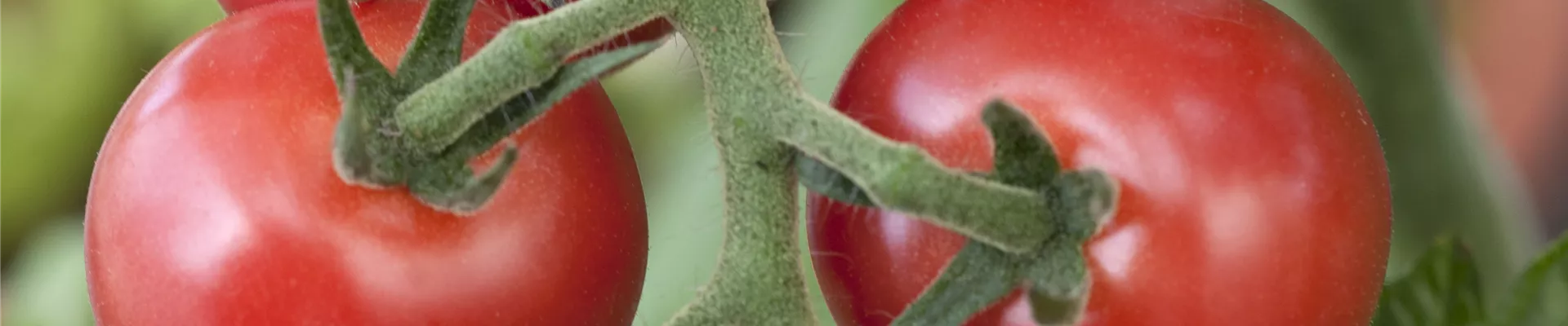 Solanum lycopersicum Solanum lycopersicum