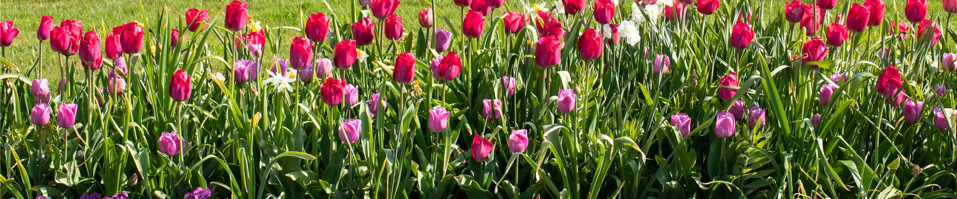 Tulipa 'Braveheart' Tulipa 'Braveheart'