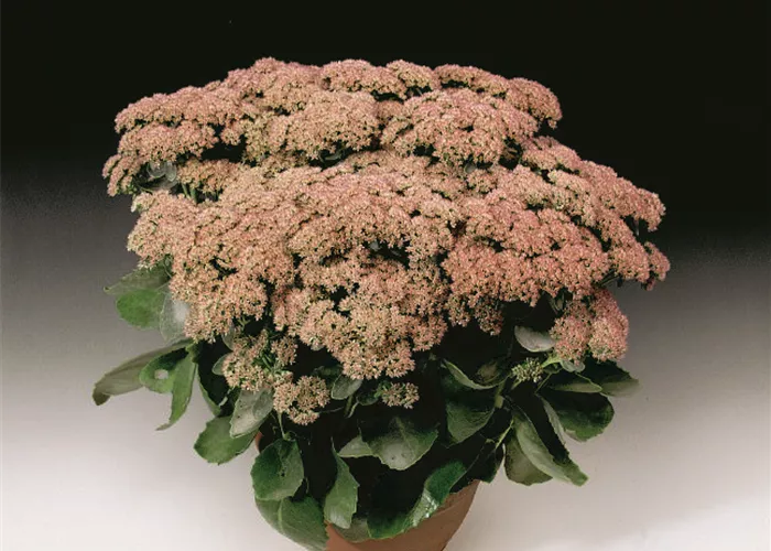Sedum telephium Herbstfreude