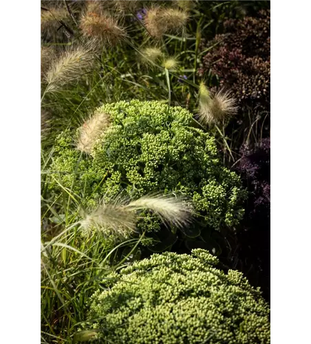 Sedum telephium Surrender Rose