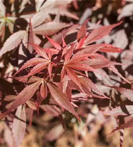 Acer palmatum 'Skeeter´s Broom' Acer palmatum 'Skeeter´s Broom'
