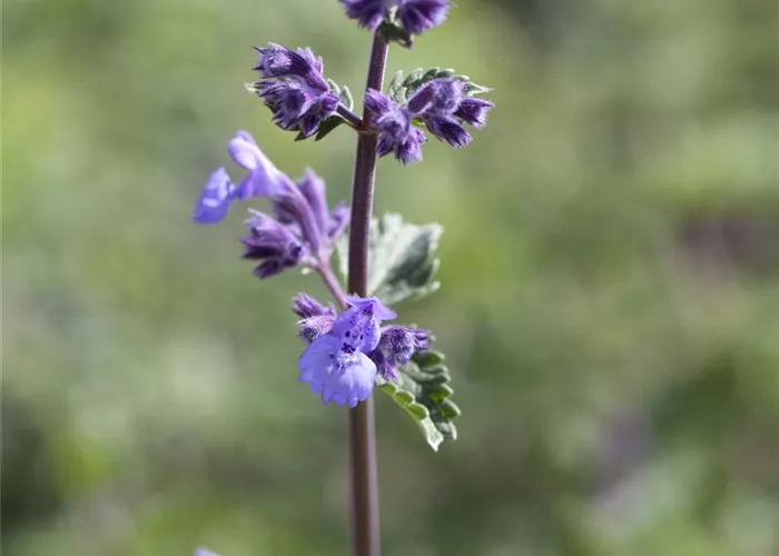 Nepeta x faassenii 'Walker´s Low'