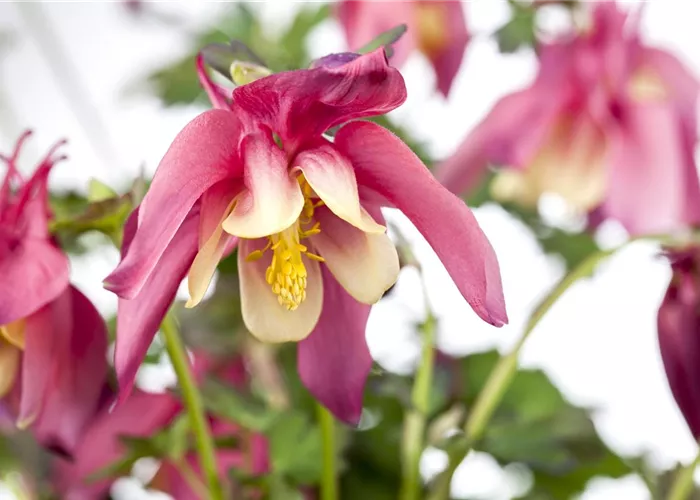 Langspornige Akelei Langspornige Akelei