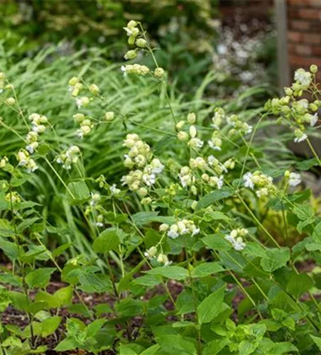 Klippen-Leimkraut Klippen-Leimkraut