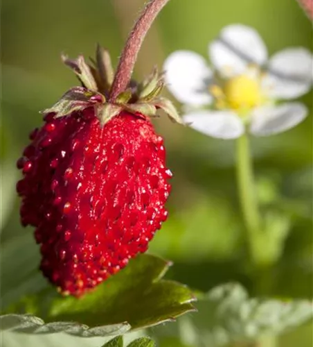 Monats-Erdbeere Monats-Erdbeere