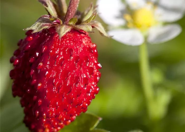 Monats-Erdbeere Monats-Erdbeere