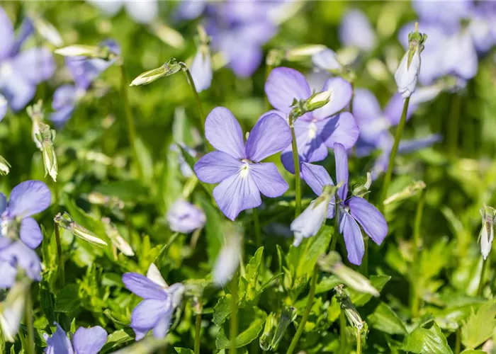 Horn-Veilchen Horn-Veilchen