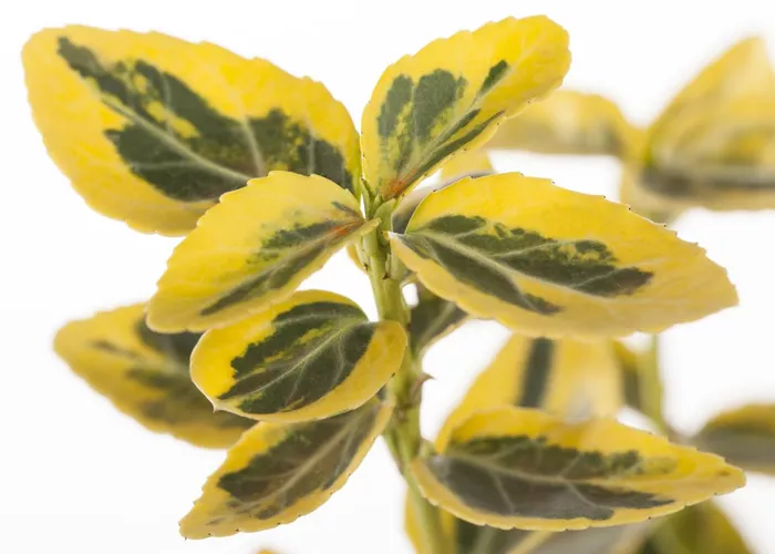 Euonymus fortunei 'Emerald´n Gold' 