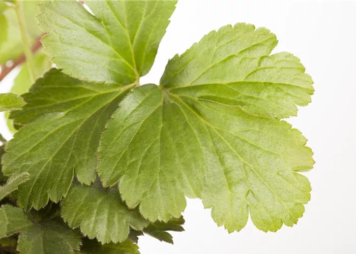 Waldsteinia ternata Waldsteinia ternata