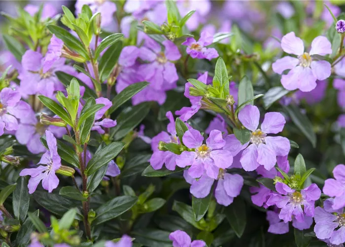 Cuphea hyssopifolia, lila Cuphea hyssopifolia, lila