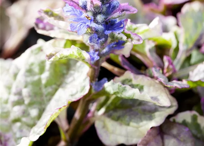 Ajuga 'Burgundy Glow'