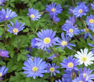 10 Blumenzwiebel - Anemone blanda 'Blue Shades' 10 Blumenzwiebel - Anemone blanda 'Blue Shades'