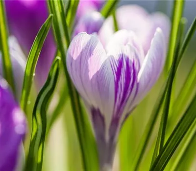 10 Blumenzwiebel - Frühlings-Krokus 'King of the Striped' 10 Blumenzwiebel - Frühlings-Krokus 'King of the Striped'