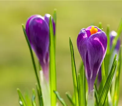 10 Blumenzwiebel - Frühlings-Krokus 'Remembrance' 10 Blumenzwiebel - Frühlings-Krokus 'Remembrance'