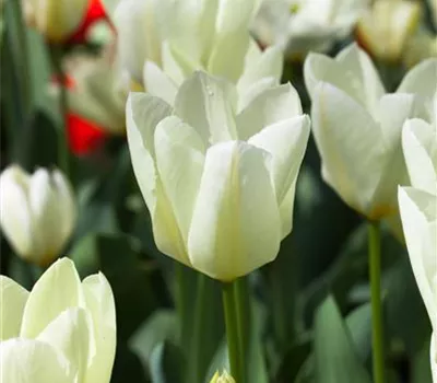 10 Blumenzwiebel - Garten-Tulpe 'Purissima' 10 Blumenzwiebel - Garten-Tulpe 'Purissima'