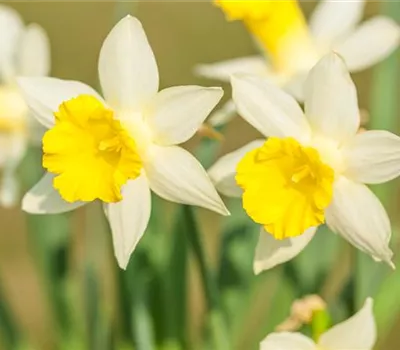 Edelnarzisse 'Topolino'
