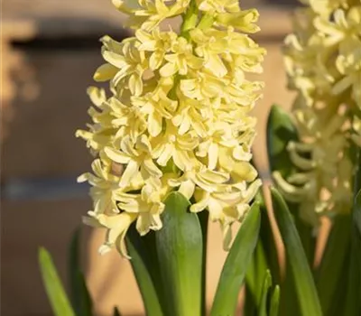 10 Blumenzwiebel - Hyazinthe 'Gipsy Princess' 10 Blumenzwiebel - Hyazinthe 'Gipsy Princess'