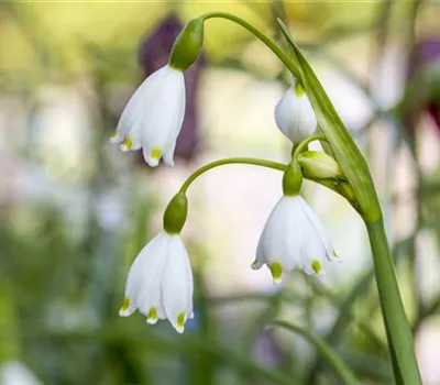10 Blumenzwiebel - Märzenbecher 10 Blumenzwiebel - Märzenbecher