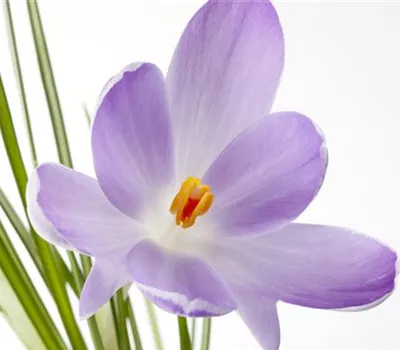 10 Blumenzwiebel - Safran-Krokus 10 Blumenzwiebel - Safran-Krokus