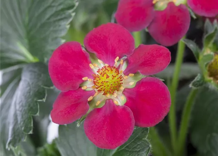 Erdbeere 'Fragoo® Toscana' Erdbeere 'Fragoo® Toscana'