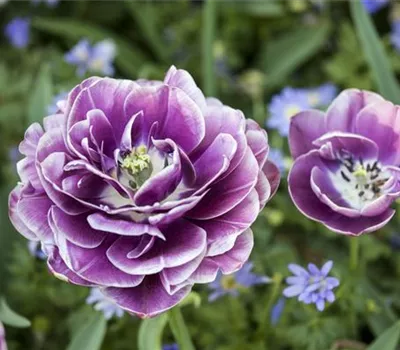 10 Blumenzwiebel - Tulpe 'Blue Diamond' 10 Blumenzwiebel - Tulpe 'Blue Diamond'