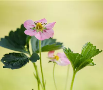 Erdbeere 'Rosana' Erdbeere 'Rosana'