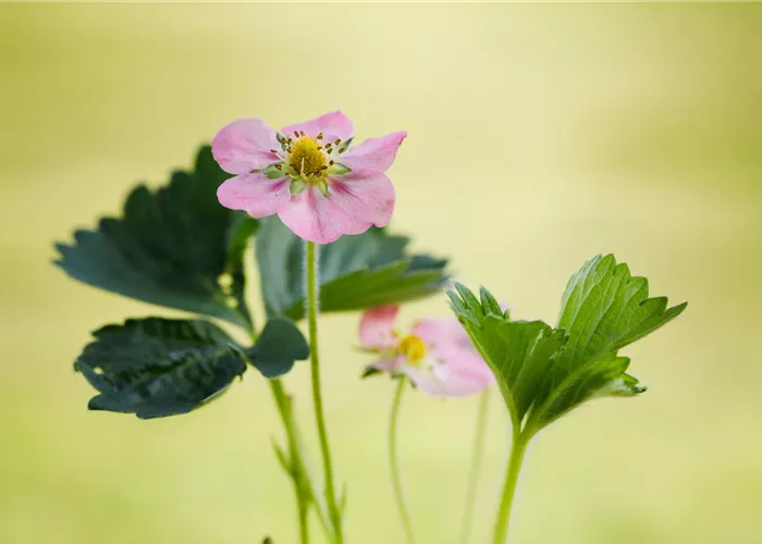 Erdbeere 'Rosana' Erdbeere 'Rosana'