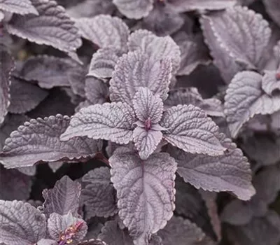 Buntnessel 'Black Prince'