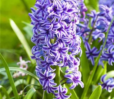 5 Blumenzwiebel - Hyacinthus orientalis 'Blue Jacket' 5 Blumenzwiebel - Hyacinthus orientalis 'Blue Jacket'