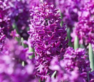 5 Blumenzwiebel - Hyazinthe 'Woodstock' 5 Blumenzwiebel - Hyazinthe 'Woodstock'