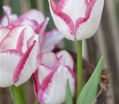 7 Blumenzwiebel - Tulpe 'Affaire' 7 Blumenzwiebel - Tulpe 'Affaire'