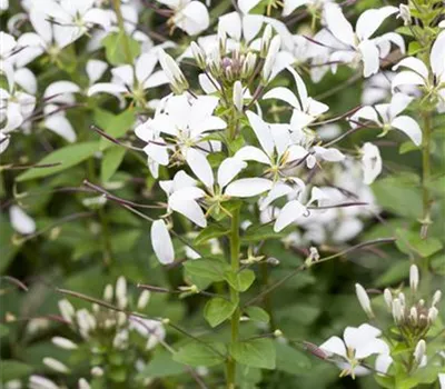Cleome spinosa 'Señorita Blanca' Cleome spinosa 'Señorita Blanca'