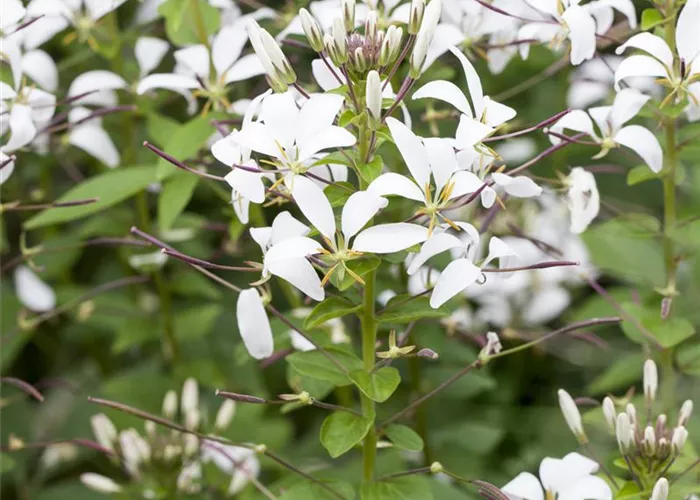 Cleome spinosa 'Señorita Blanca'