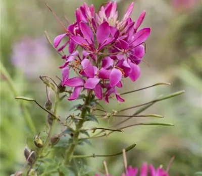 Cleome spinosa, pink Cleome spinosa, pink