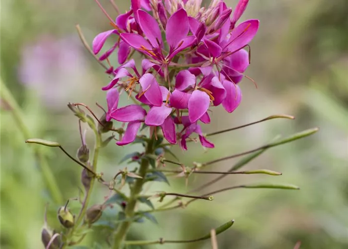 Cleome spinosa, pink