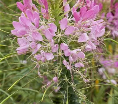 Cleome spinosa, rosa Cleome spinosa, rosa