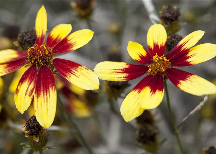Coreopsis 'Bengal Tiger'