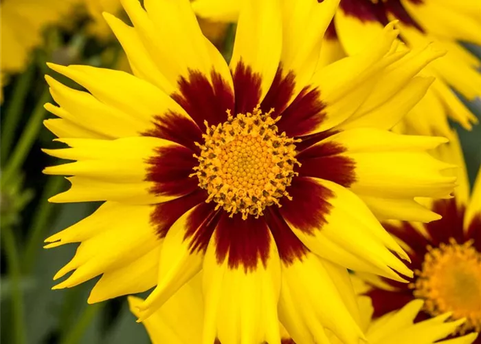 Coreopsis grandiflora 'SunKiss' Coreopsis grandiflora 'SunKiss'