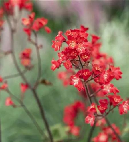 Heuchera sanguinea 'Ruby Bells' Heuchera sanguinea 'Ruby Bells'