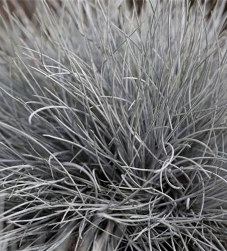 Festuca glauca 'Eisvogel'