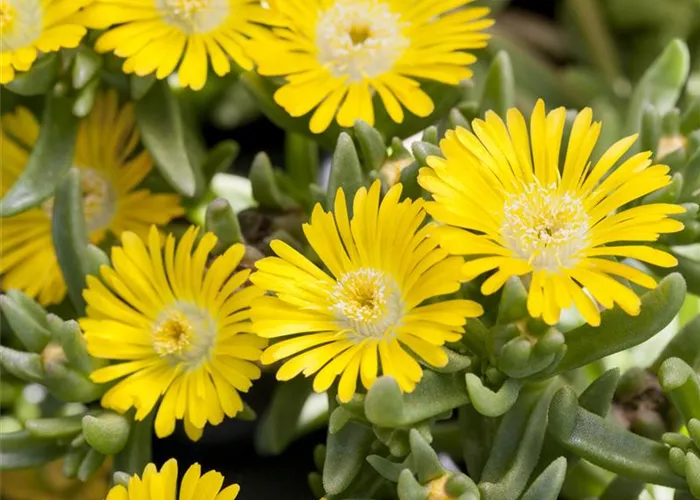 Mittagsblume Wheels of Wonder® 'Golden Wonder'