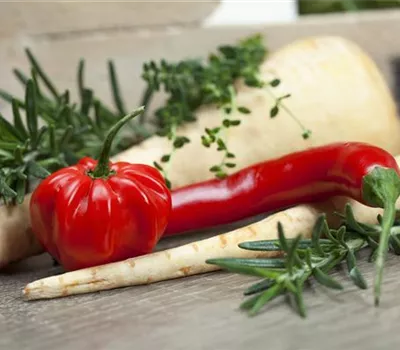 Habanero Chili 'Calita® Red' Habanero Chili 'Calita® Red'