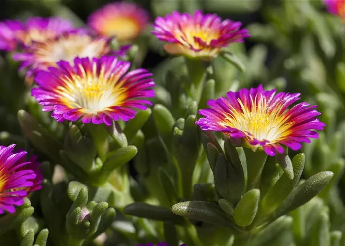 Mittagsblume Wheels of Wonder® 'Purple Wonder'