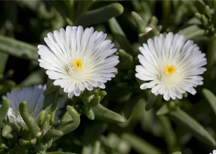 Mittagsblume Wheels of Wonder® 'White Wonder'