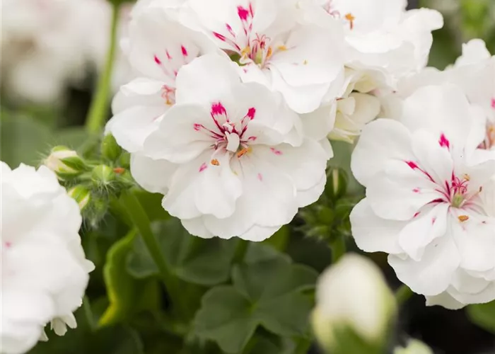 Hängegeranie 'Royal White'