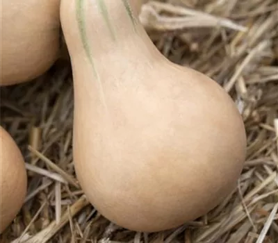 Moschus-Kürbis 'Butternut' Moschus-Kürbis 'Butternut'