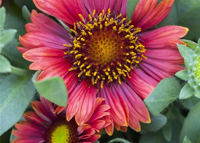 Gaillardia x grandiflor, rot