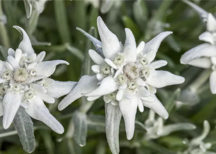 Garten Edelweiß 'Matterhorn'