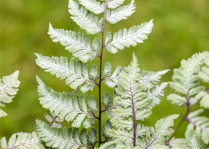 Japanischer Regenbogenfarn
